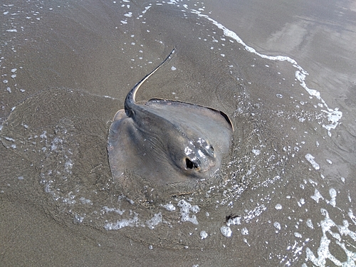 エイの釣果