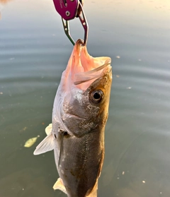 セイゴ（マルスズキ）の釣果