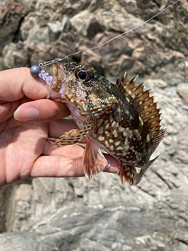 カサゴの釣果