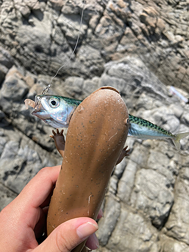 イワシの釣果