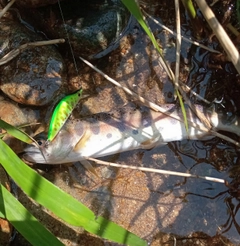 ヤマメの釣果