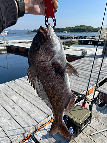 マダイの釣果