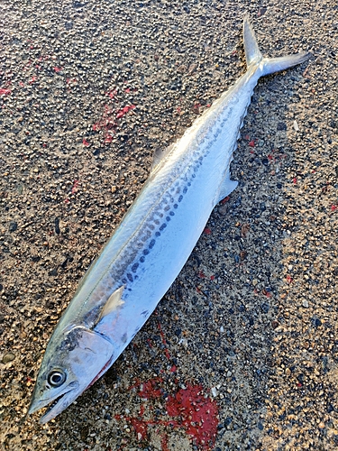 サゴシの釣果