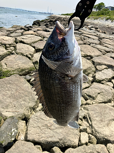 釣果