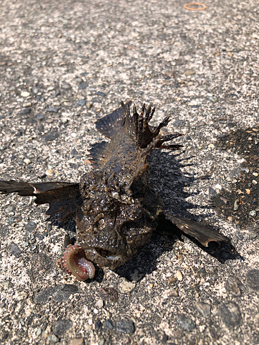 オニオコゼの釣果