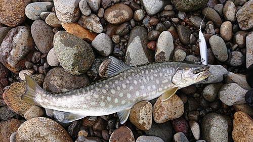 アメマスの釣果