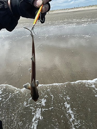 ドチザメの釣果