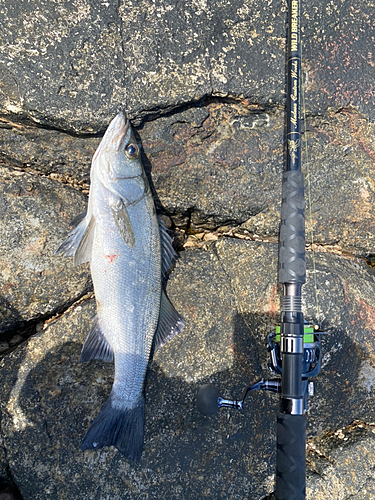 セイゴ（ヒラスズキ）の釣果