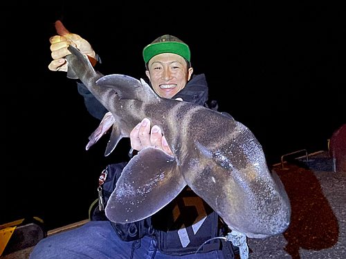 ネコザメの釣果