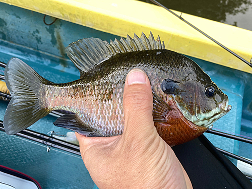 ブラックバスの釣果