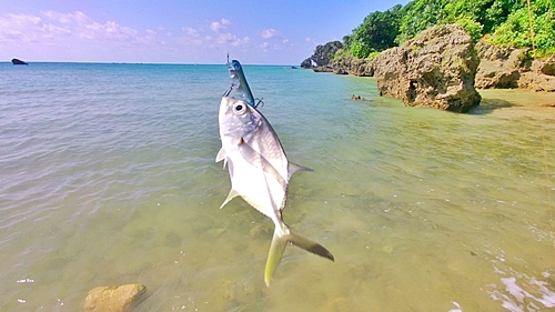 ギンガメアジの釣果