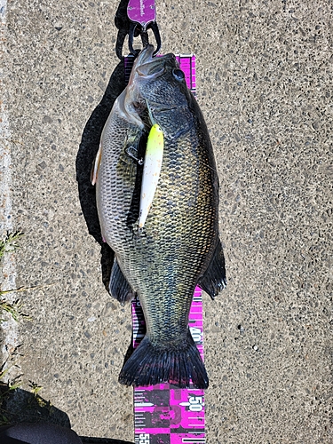 ブラックバスの釣果