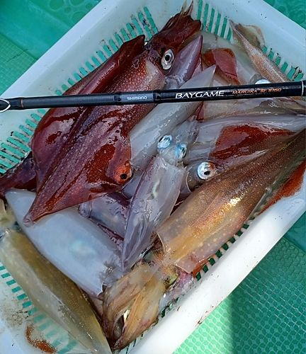 マルイカの釣果