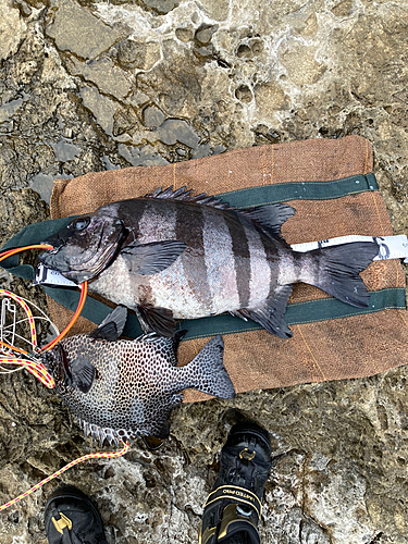 イシダイの釣果