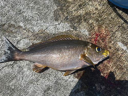 イサキの釣果