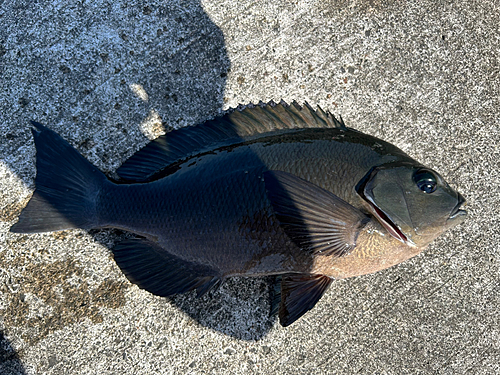 グレの釣果