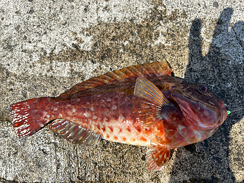 ブダイの釣果