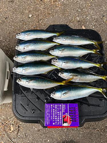 タカベの釣果