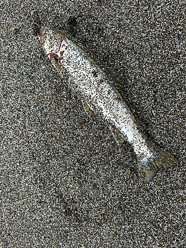 ウミアメの釣果