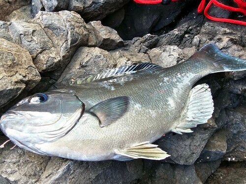 メジナの釣果