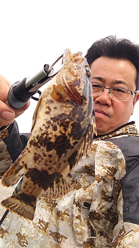 タケノコメバルの釣果