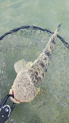 マゴチの釣果