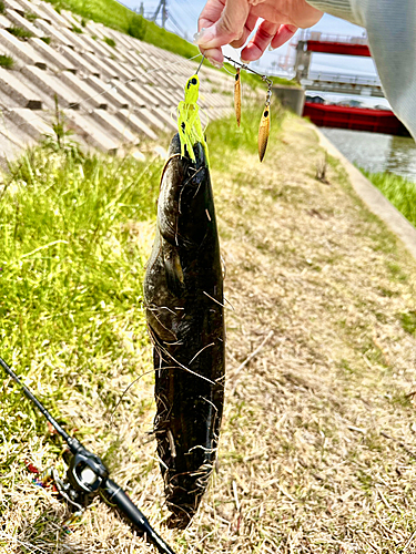 ナマズの釣果