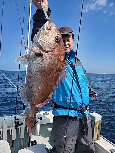 マダイの釣果