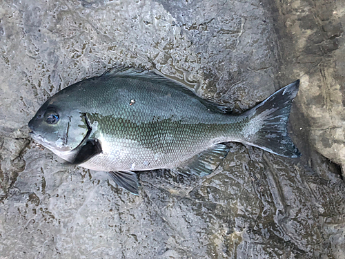 オナガグレの釣果