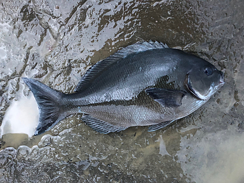 オナガグレの釣果