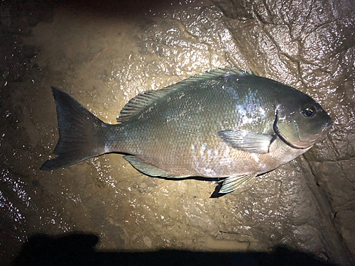 オナガグレの釣果