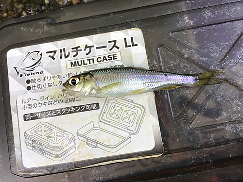 カワムツの釣果