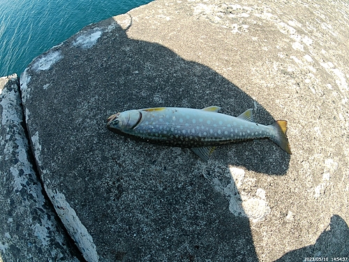 アメマスの釣果