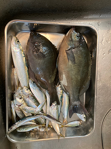 クロメジナの釣果