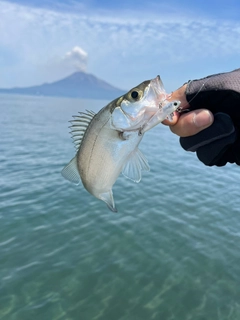 セイゴ（マルスズキ）の釣果