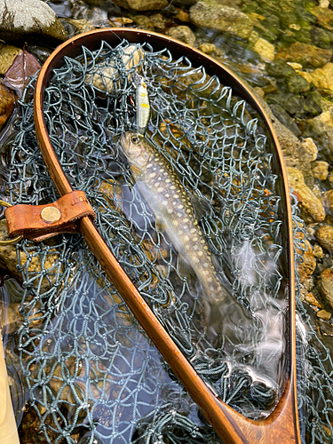 イワナの釣果