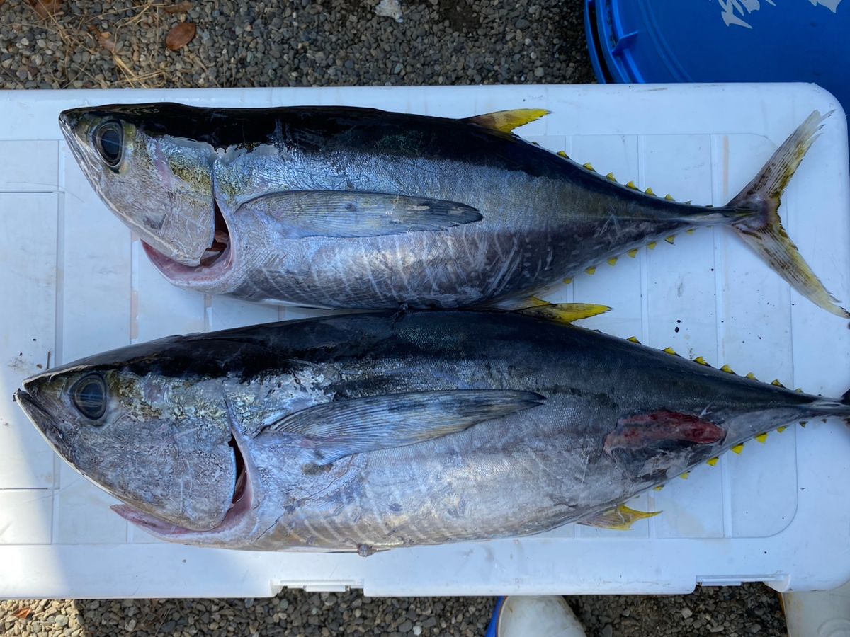 Tくま🐟漁師さんの釣果 2枚目の画像