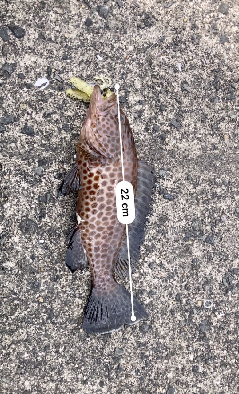 オオモンハタ