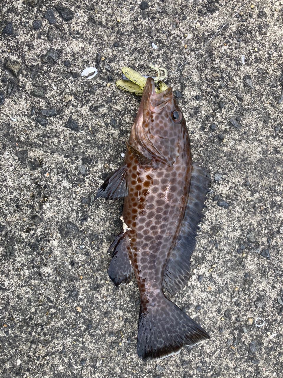オオモンハタ