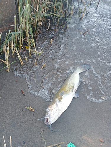 アメリカナマズの釣果