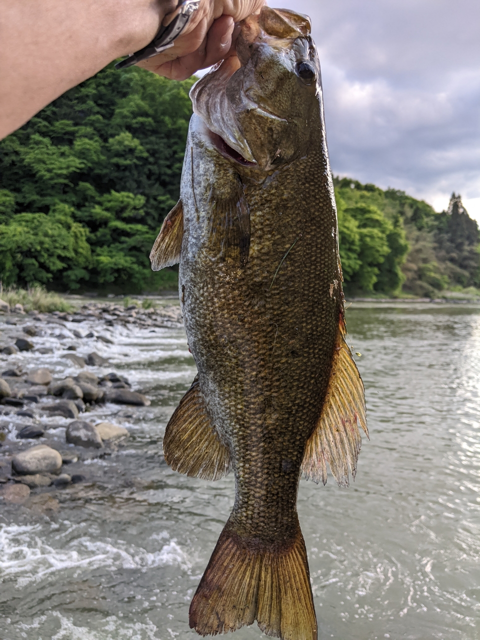 スモールマウスバス