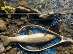 アメマスの釣果