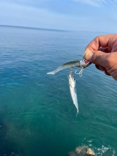 セイゴ（ヒラスズキ）の釣果