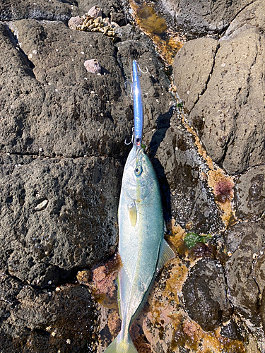 イナダの釣果