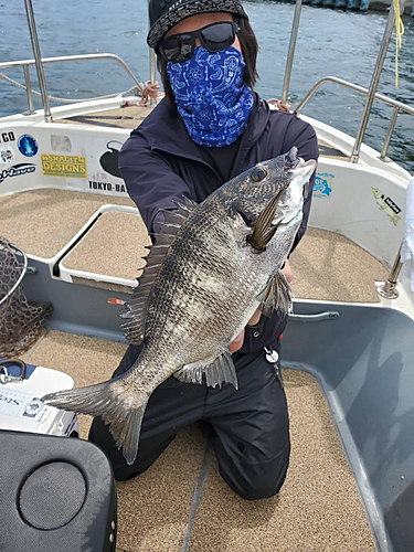 チヌの釣果