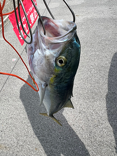 イナダの釣果