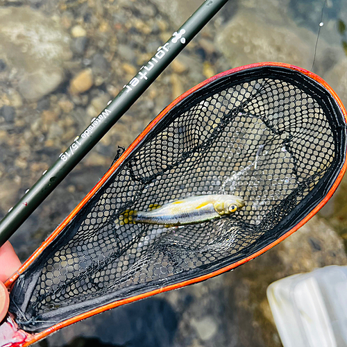 カワムツの釣果