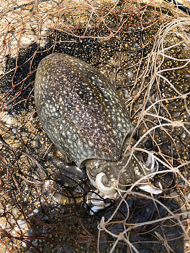 コウイカの釣果