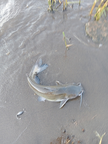 アメリカナマズの釣果