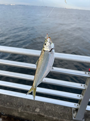 サッパの釣果